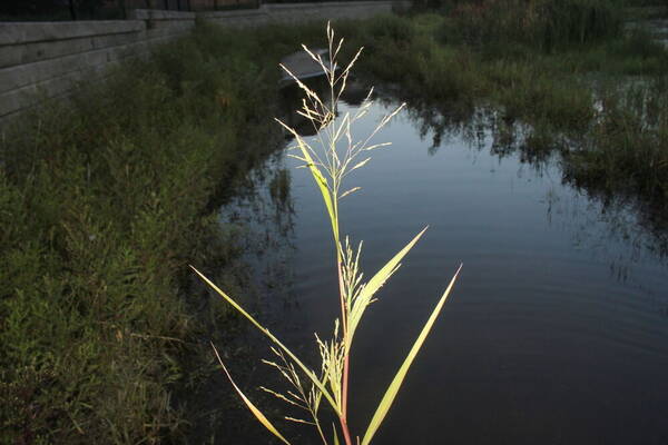 Panicum dichotomiflorum Plant