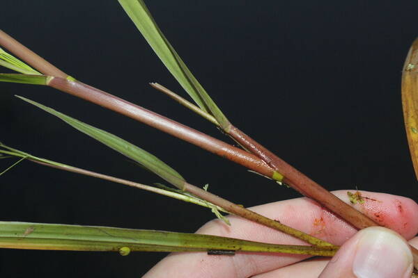 Panicum dichotomiflorum Plant