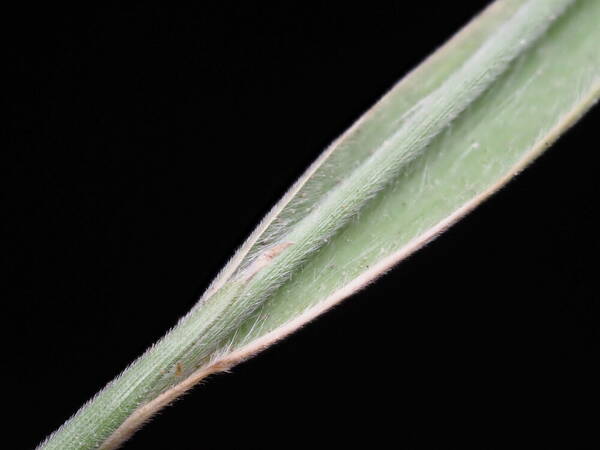 Panicum fauriei Collar