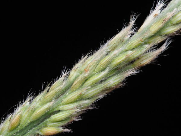 Panicum fauriei Spikelets