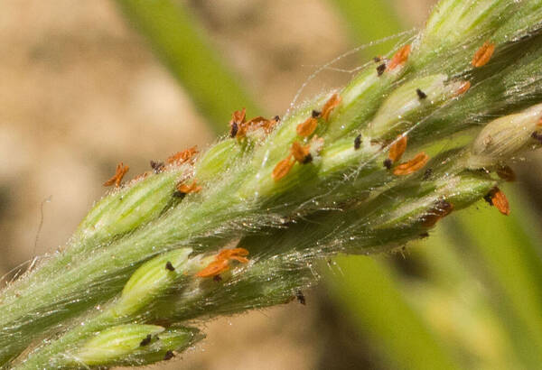 Panicum fauriei Spikelets