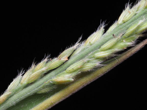 Panicum fauriei Spikelets