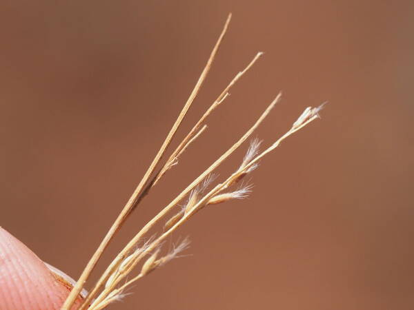 Panicum fauriei Spikelets