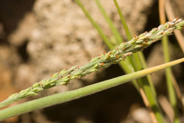 Panicum fauriei Inflorescence