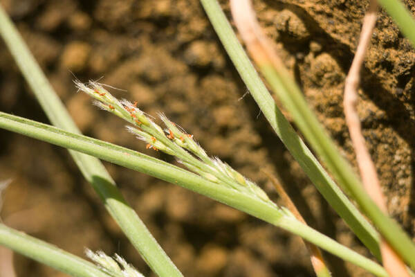 Panicum fauriei Inflorescence