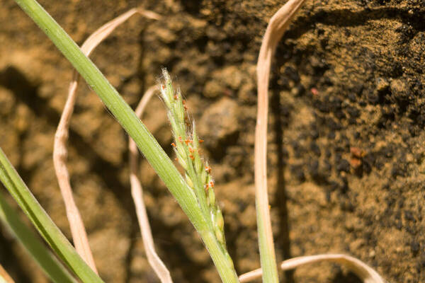 Panicum fauriei Inflorescence