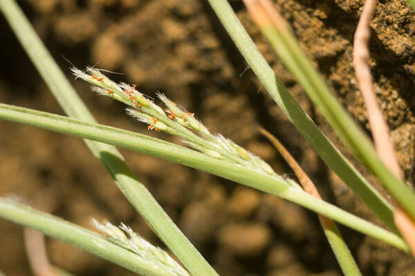 Panicum fauriei Inflorescence