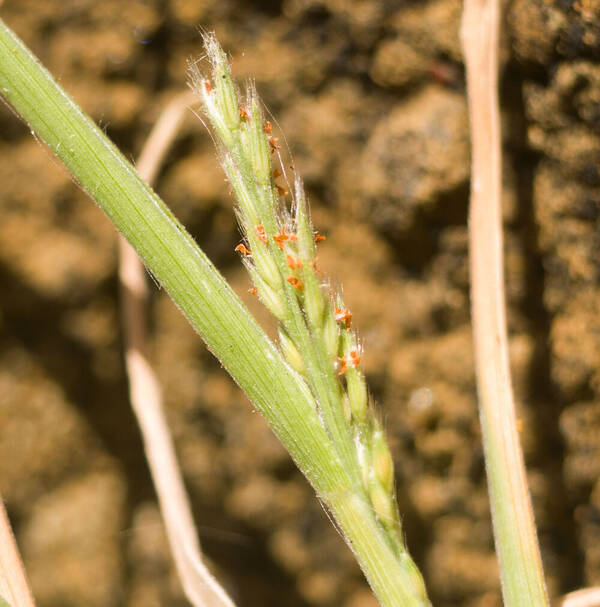 Panicum fauriei Inflorescence