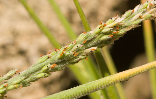 Panicum fauriei Inflorescence