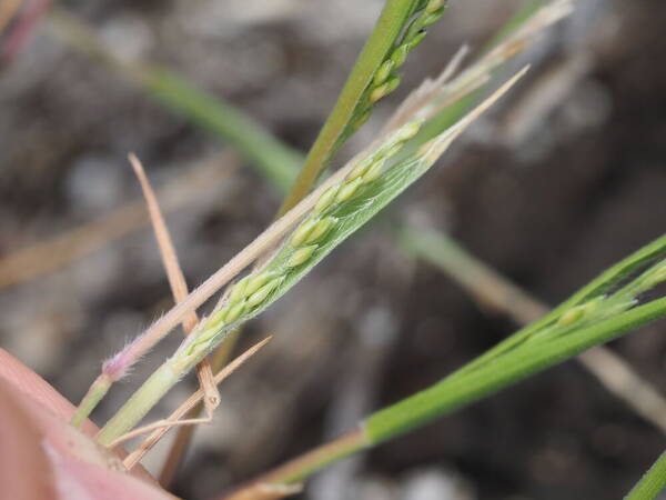 Panicum fauriei Inflorescence