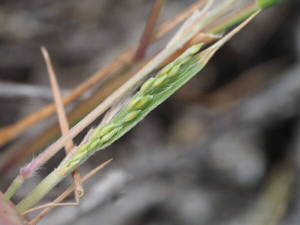 Panicum fauriei Inflorescence