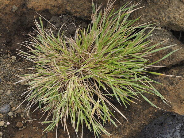 Panicum fauriei Plant