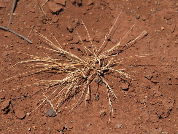 Panicum fauriei Plant