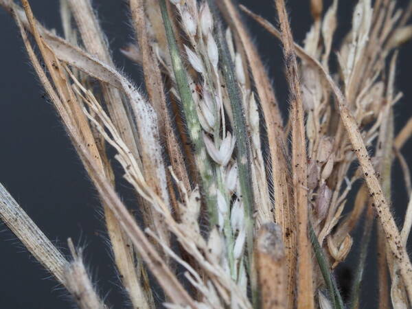 Panicum konaense Spikelets