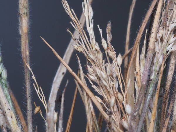 Panicum konaense Spikelets