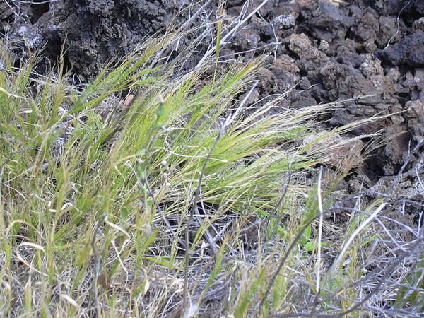 Panicum konaense Habit