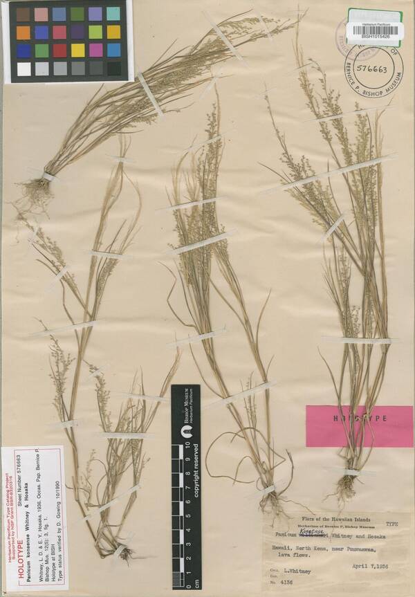 Panicum konaense Holotype specimen