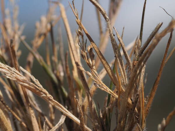 Panicum konaense Inflorescence