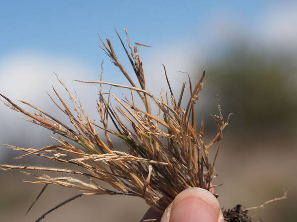 Panicum konaense Plant