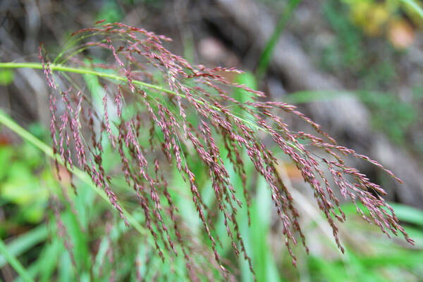 Panicum lineale Inflorescence