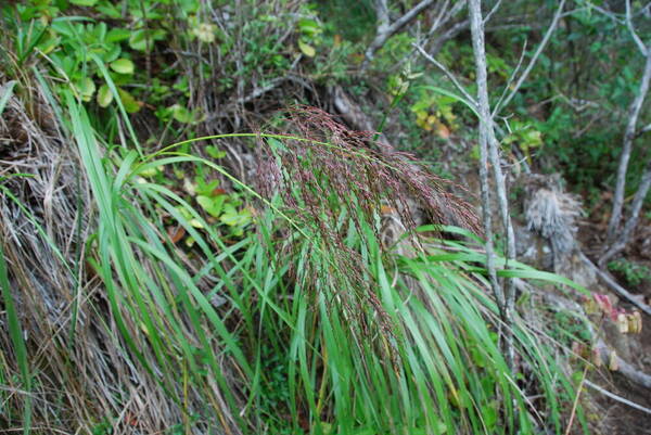 Panicum lineale Inflorescence