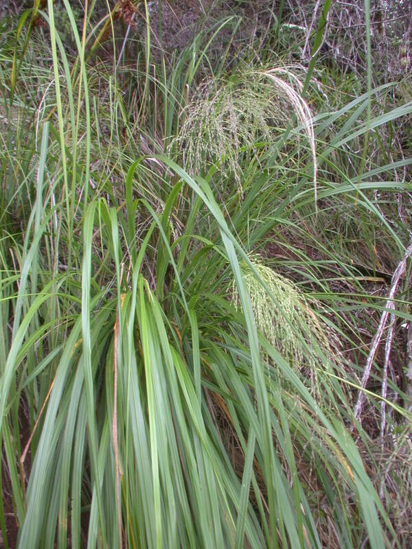 Panicum lineale Plant