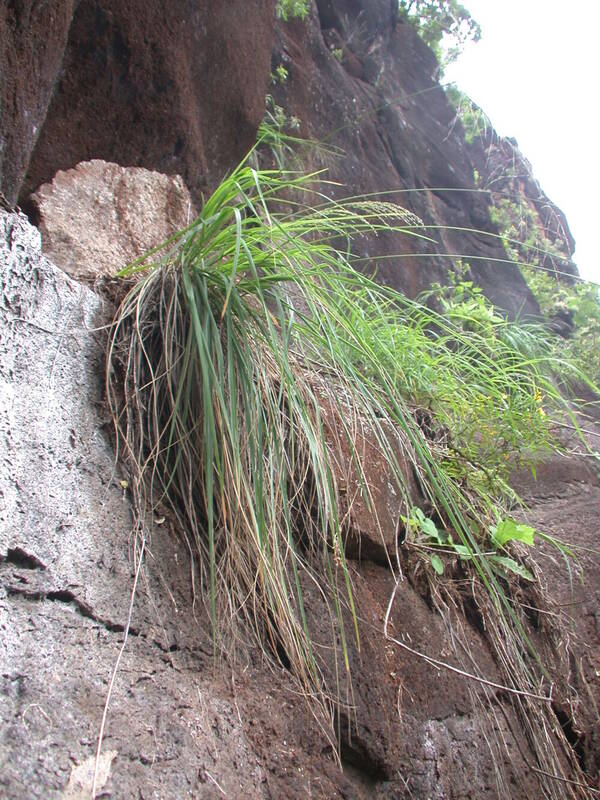 Panicum lineale Plant