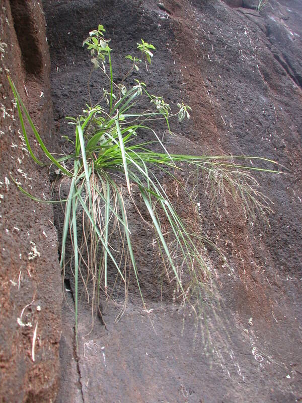 Panicum lineale Plant