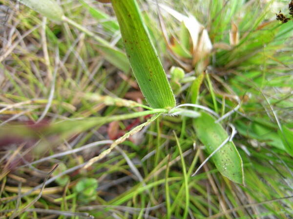 Panicum longivaginatum Collar