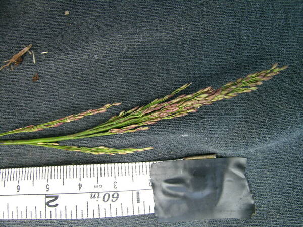 Panicum longivaginatum Spikelets