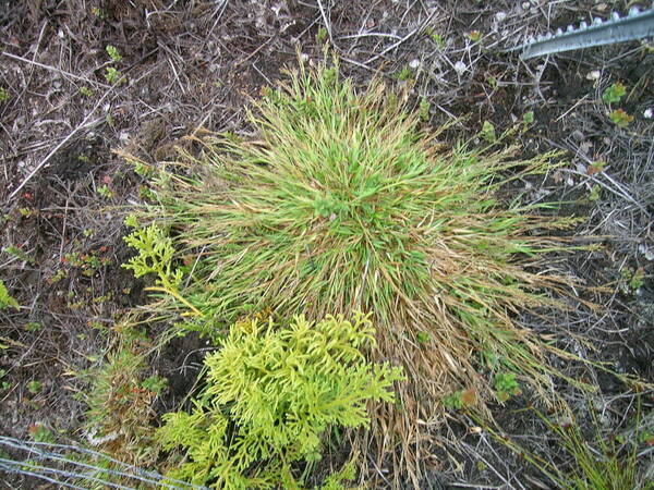 Panicum longivaginatum Plant