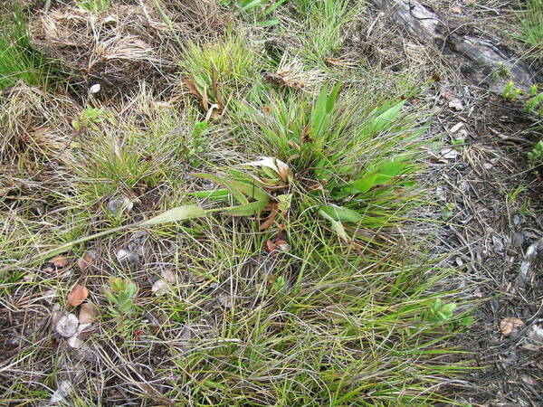 Panicum longivaginatum Plant