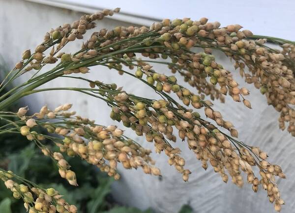 Panicum miliaceum Inflorescence