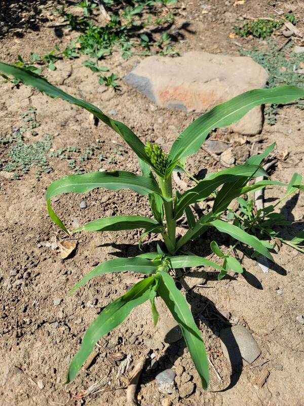 Panicum miliaceum Plant