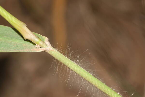 Panicum nephelophilum Collar