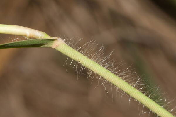 Panicum nephelophilum Collar