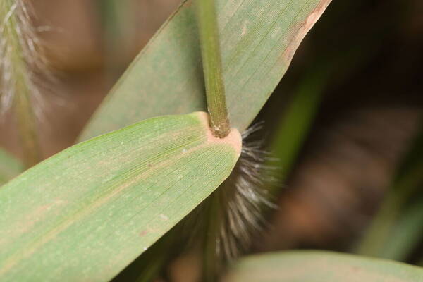 Panicum nephelophilum Collar