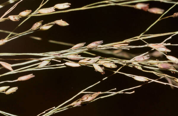 Panicum nephelophilum Spikelets