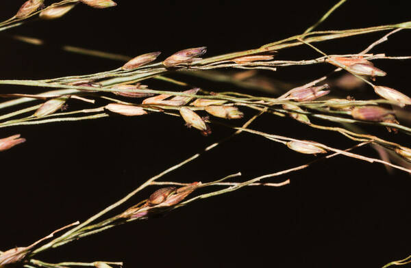 Panicum nephelophilum Spikelets