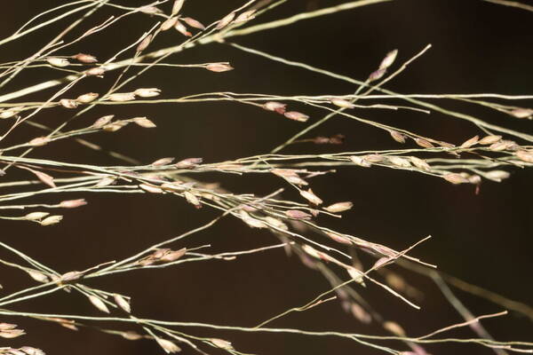 Panicum nephelophilum Spikelets