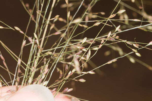 Panicum nephelophilum Spikelets