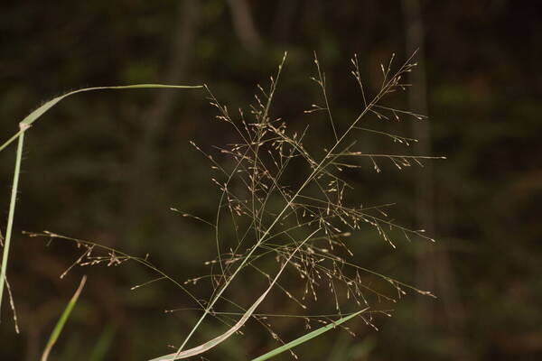 Panicum nephelophilum Inflorescence