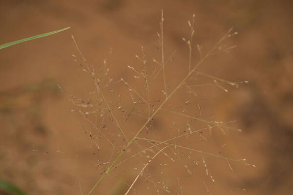 Panicum nephelophilum Inflorescence