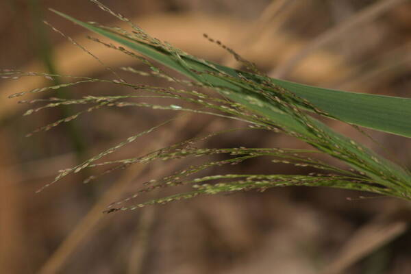 Panicum nephelophilum Inflorescence