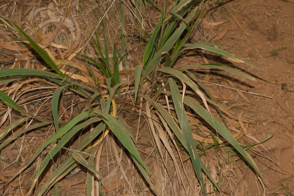 Panicum nephelophilum Plant