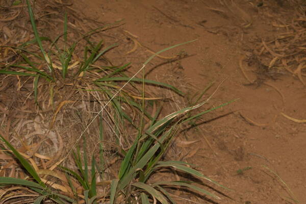 Panicum nephelophilum Plant