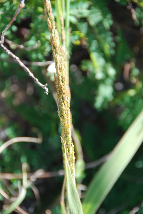 Panicum niihauense Inflorescence