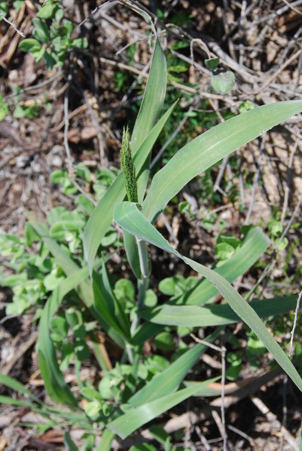 Panicum niihauense Inflorescence