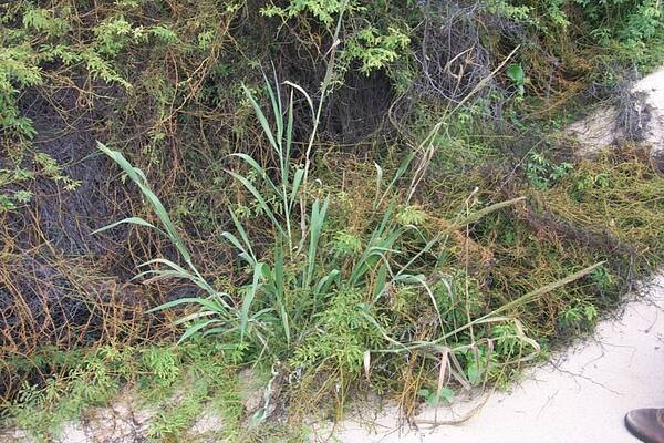 Panicum niihauense Plant