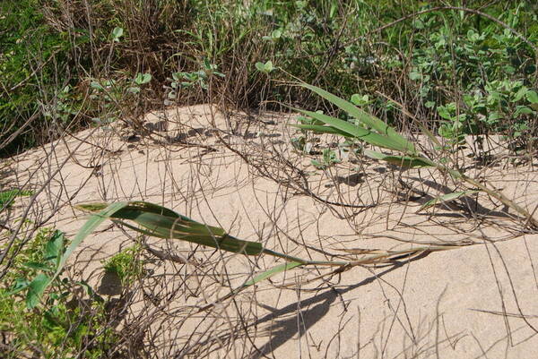 Panicum niihauense Plant